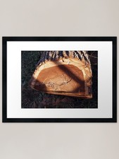 Felled tree trunk closeup