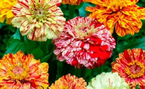 Zinnia elegans peppermint - zinnia,