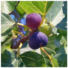 Large fig tree brown turkey - tree, 'brown