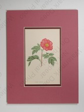 Rosa Alpina Alpine Rose Flower