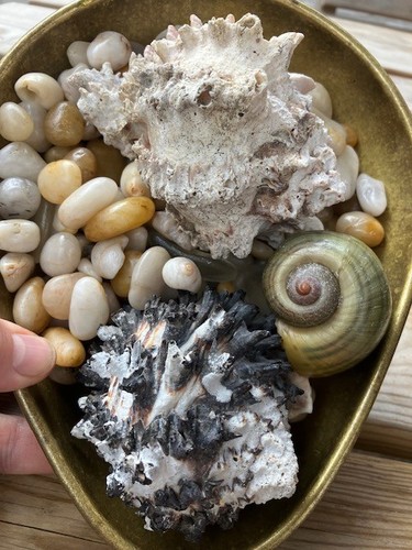 Coastal curiosity lot shells - coastal,