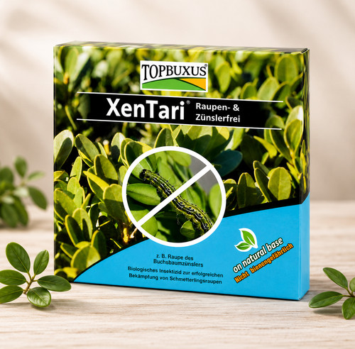 Topbuxus xentari boxwood - topbuxus,