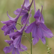Forking Larkspur 750 Seeds