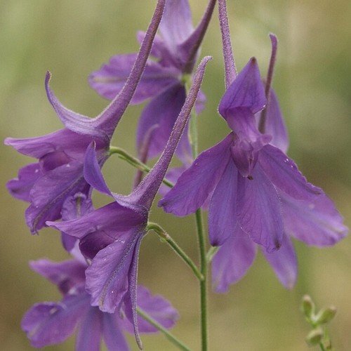 Forking larkspur 750 - 750, seeds