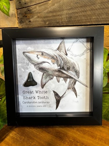 Genuine great white shark - genuine,