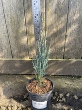 Juniper Blue Arrow Tree -