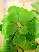 Pistia Stratiotes Jumbo LARGE