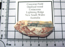 Cretaceous Australian fossil