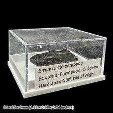 Emys Turtle Carapace Fossil