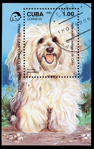 Havanese bichon habanero - bichon,
