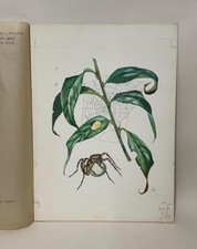 Watercolour Gouache 'Wolf