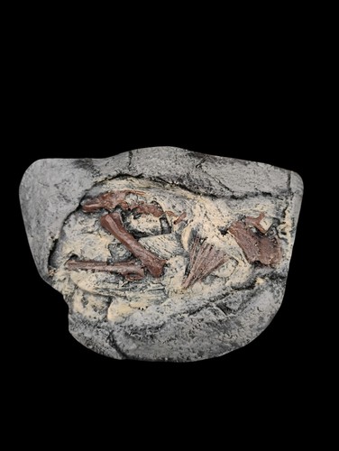 Hadrosaur embryonic skeleton - hadrosaur,