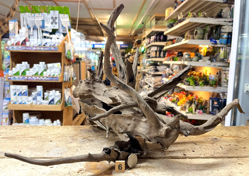 Large corbo root - corbo,