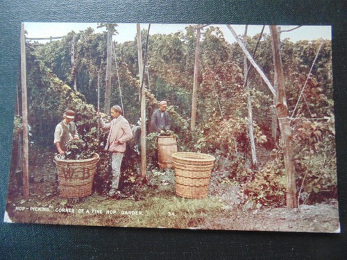 Hop picking corner a fine - a,