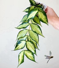 Hoya Polyneura Inner