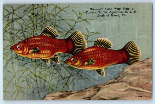 1940 miami florida postcard - florida,