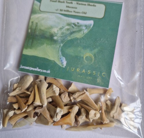 Bag fossil shark teeth - bag,