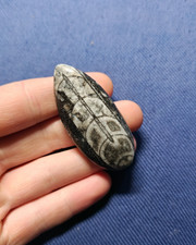 Polished Orthoceras Nautiloid