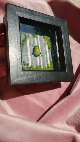 Mounted chrysina jewel scarab - chrysina,
