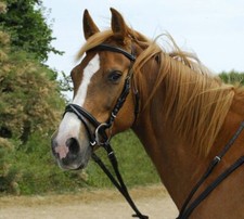 Windsor Flash Bridle