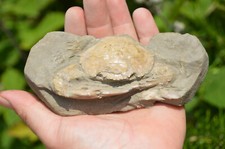 AMAZING  FOSSIL CRAB in its
