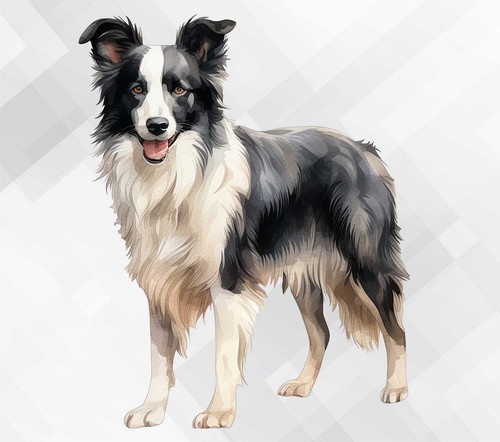 Border collie dog wall - border,