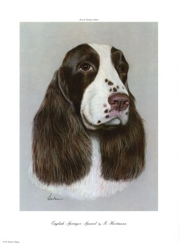 Lovely springer spaniel print - springer,