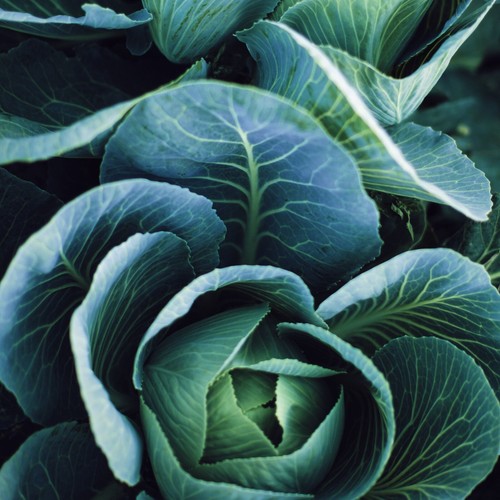 Cabbage winterjewel winter - cabbage,