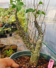 Rare Cacti Adenia aculeata WYSIWYG cutting Boutique Garden Décor