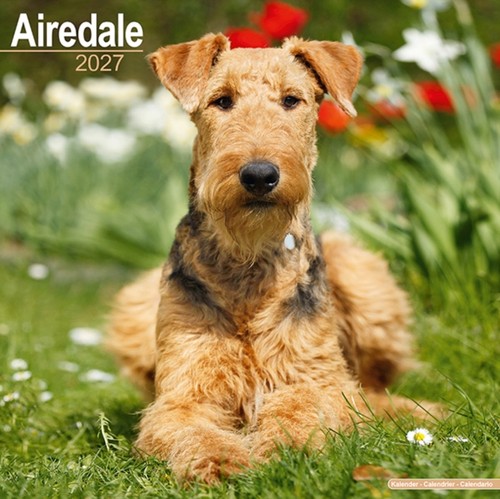 Airedale terrier wall - airedale,