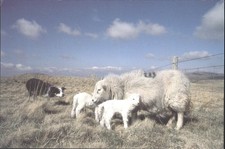 Welsh Mountain Ewe Lambs