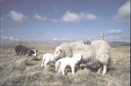Welsh mountain ewe - welsh,