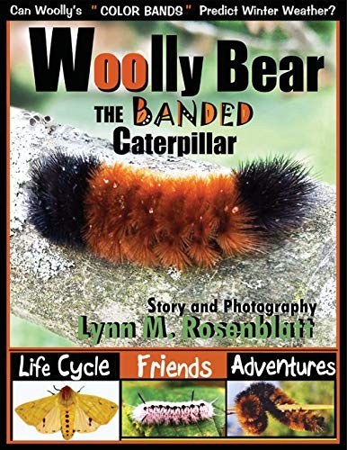 Woolly bear the banded - woolly,
