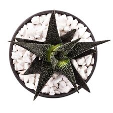 Decorative Coloured Stones |