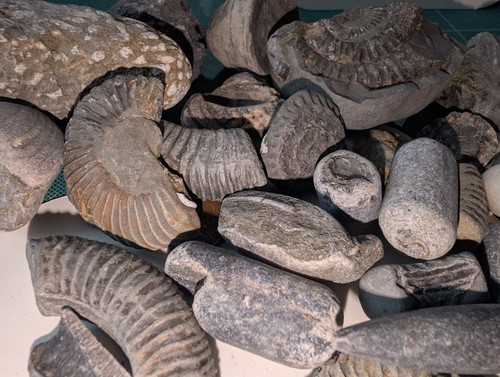 Large jurassic fossil - jurassic,