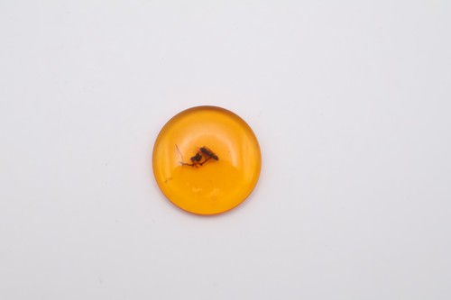 Amber fossil insect - fossil,
