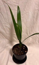 Phoenix canariensis Canary island date palm tropical palm tree UK Hardy