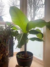 Large Live Banana Tree, 1