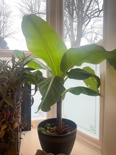 Large live banana - live, tree,