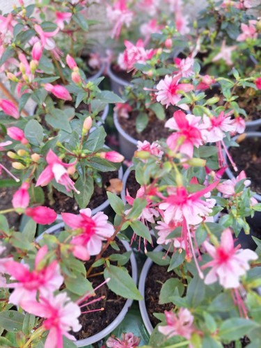 Fuchsia plug stunning - plug,