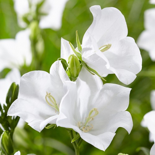 Campanula takion white fairy - campanula,