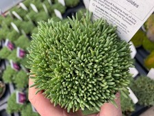 Delosperma sphalmanthoides