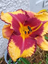 Hemerocallis  - Orange Artist
