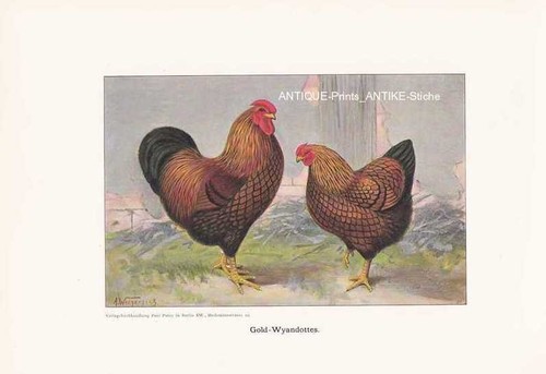 Gold wyandottes chicken breeds - gold,