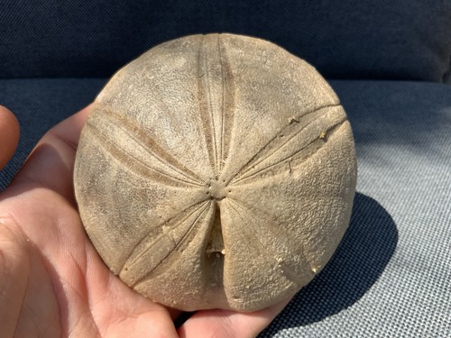 Fossil sea urchin - sea, clypeus