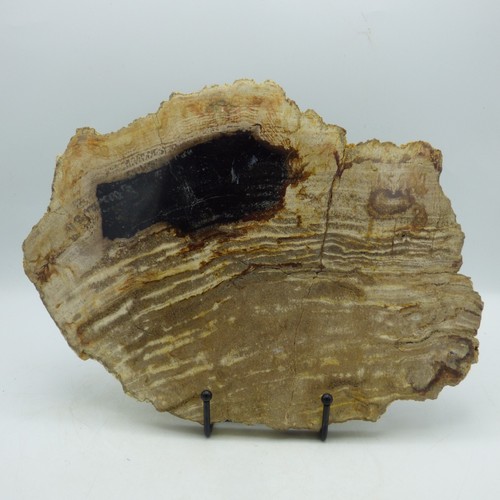 Large petrified palm wood - petrified,