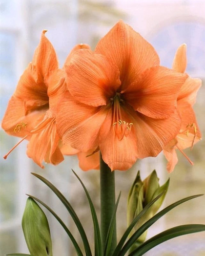 Imported amaryllis lily double - imported,