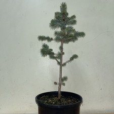Picea Pungens Colorado Blue