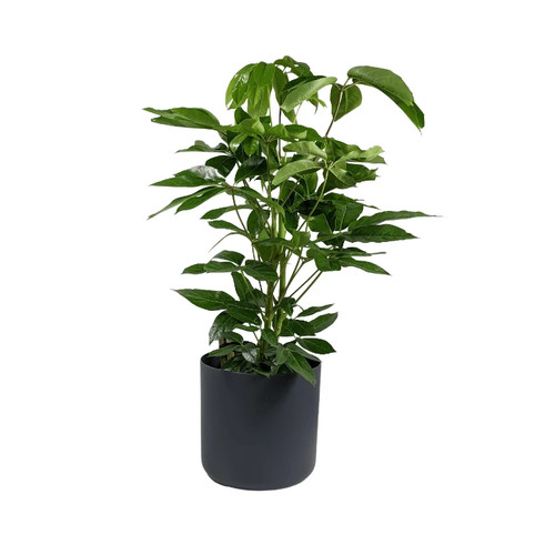Australian umbrella tree - australian,