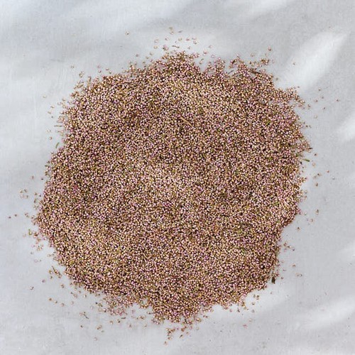 Dried heather flowers - dried,